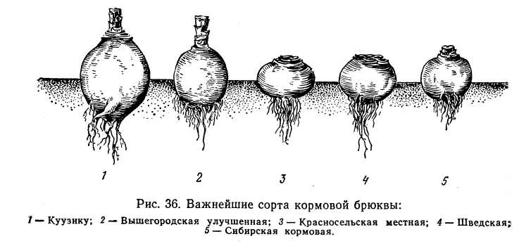 Брюква схема посадки