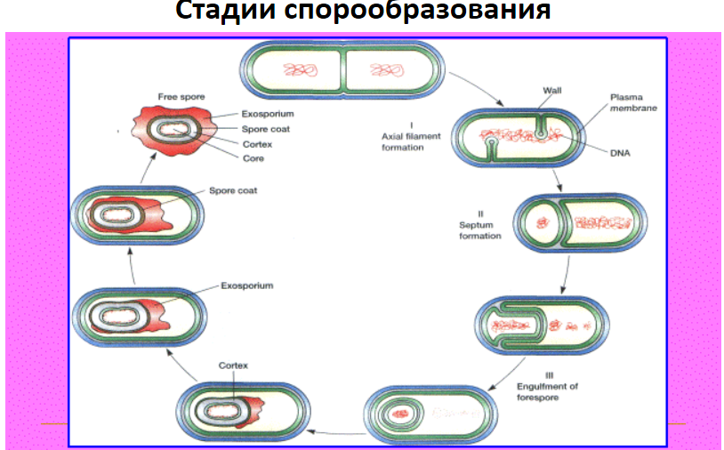 Стадии спора. Процесс спорообразования у бактерий. Схема спорообразования у бактерий микробиология. Процесс спорообразования у бактерий микробиология. Стадии спорообразования у бактерий микробиология.