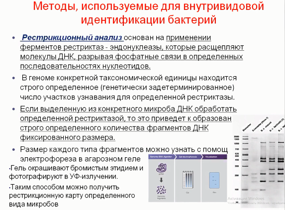 Идентификация микроорганизмов