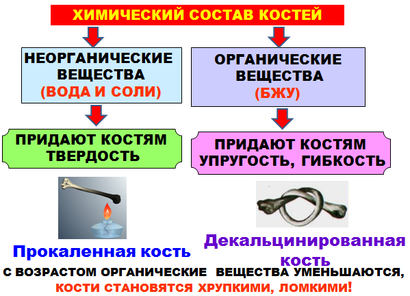 Какие химические соединения придают костям твердость. Свойство придающее костной ткани неорганические вещества.