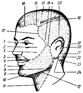 Как называется затылок. Название частей головы. Названия частей головы для парикмахеров. Части головы схема. Схема головы для парикмахеров.