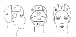 Зоны головы для парикмахеров схема