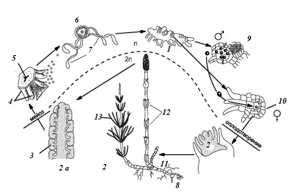 Жизненный цикл хвощей схема