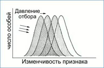 Виды естественного отбора схема