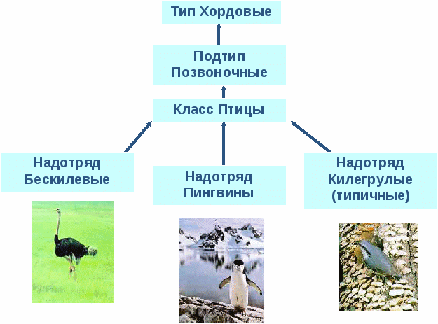 Экологические группы птиц по месту обитания таблица