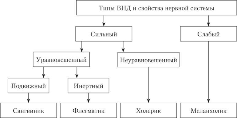 Типы высшей нервной деятельности картинки