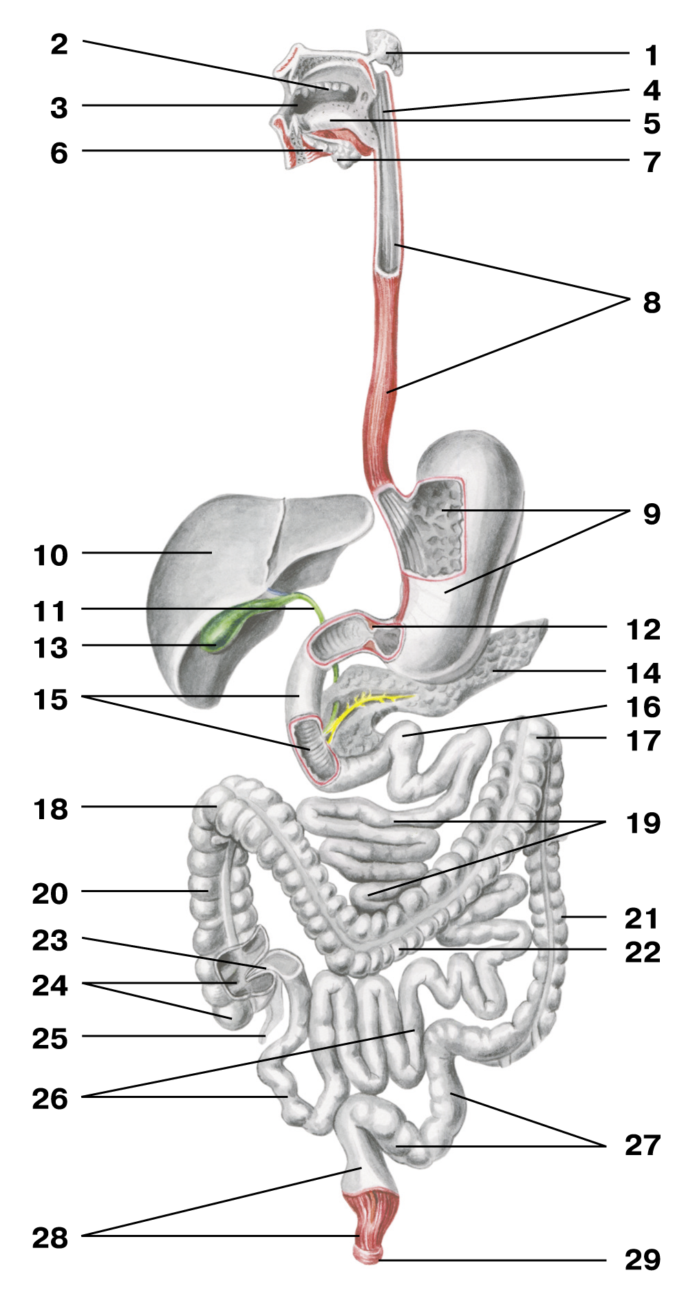 Печень 10 9 9. Система пищеварения анатомия. Схема строения пищеварительной системы. Пищеварительная система схема анатомия. Анатомическое строение пищеварительной системы человека.