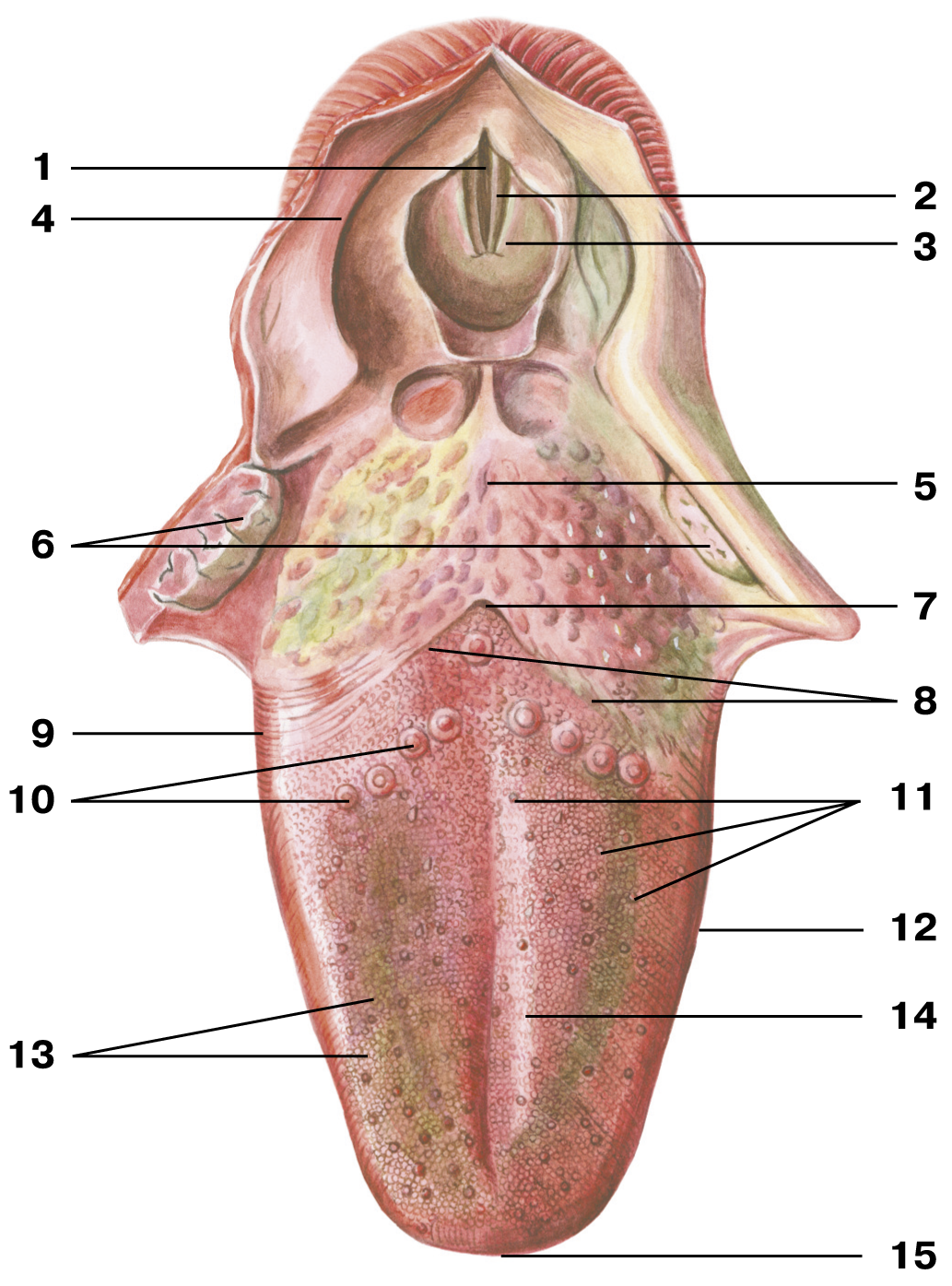 Нижняя часть рта. Желобовидные сосочки корня языка. Язычная миндалина анатомия. Грибовидные сосочки языка анатомия. Черпалонадгортанная складка анатомия.