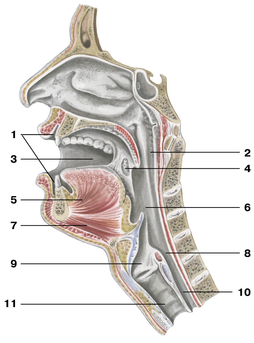 Устройство полости рта. Глотка гортань пищевод анатомия. Анатомия глотка гортань трахея. Горло гортань трахея анатомия. Строение гортани и горла пищевода.