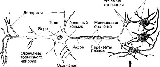 Короткие аксоны сильно ветвятся. Ветвящиеся отростки. Т- образный ветвящийся отросток нейрона.. Проведение возбуждения по телу нейрона и его аксону.. Строение нейронов клеток глии и оболочек отростков.
