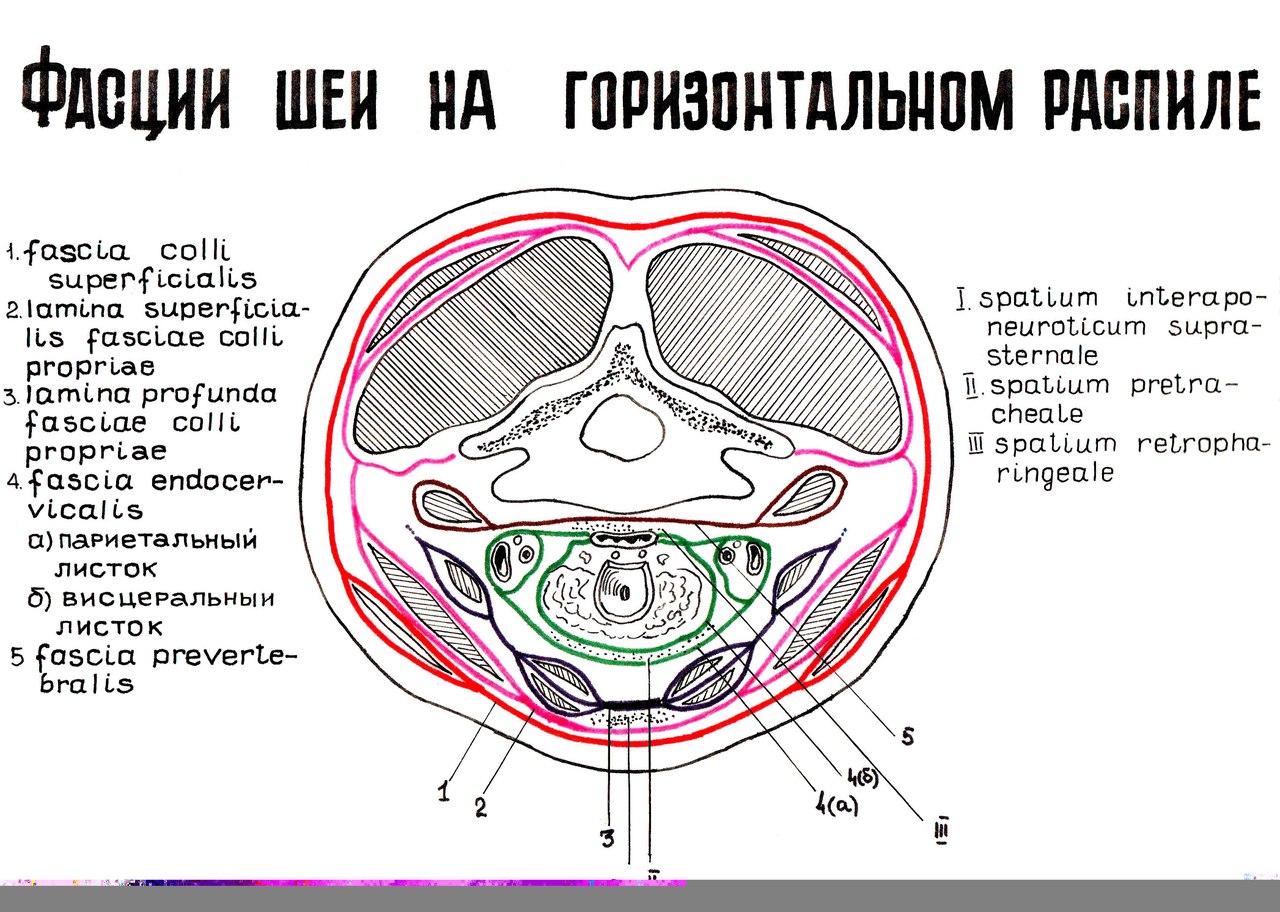 Клетчаточные пространства головы рисунок