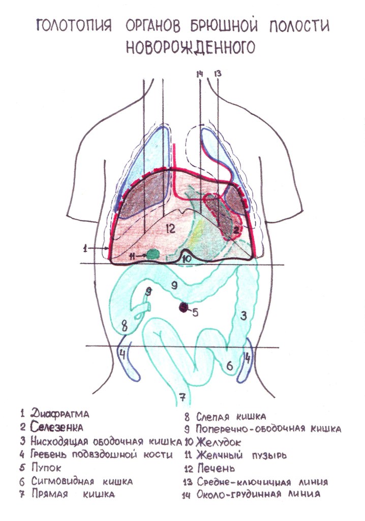 Селезенка орган брюшной полости. Скелетотопия печени анатомия. Топография печени скелетотопия. Области живота и проекция селезенки. Зоны брюшной полости схема.