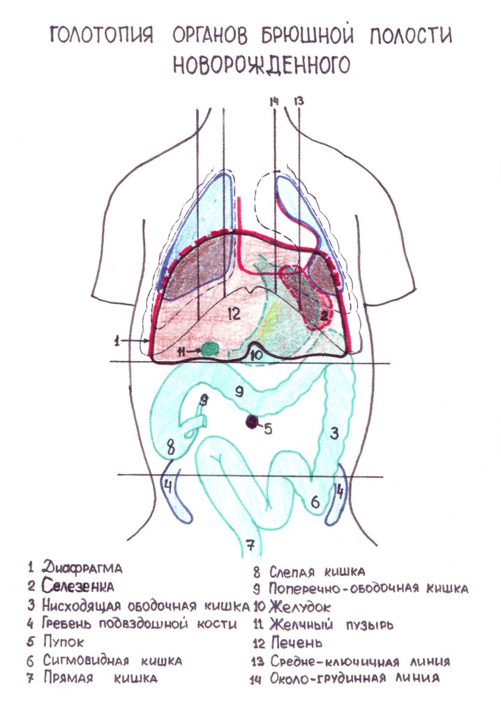 Голотопия. Схема органов брюшной полости. Области живота и проекция селезенки. Зоны брюшной полости схема.