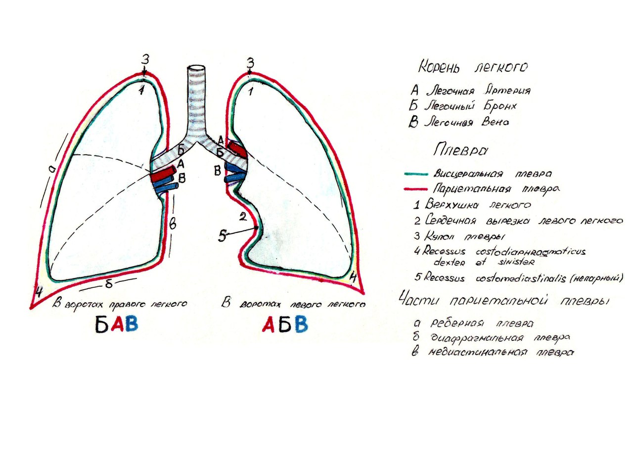Плевральная полость рисунок