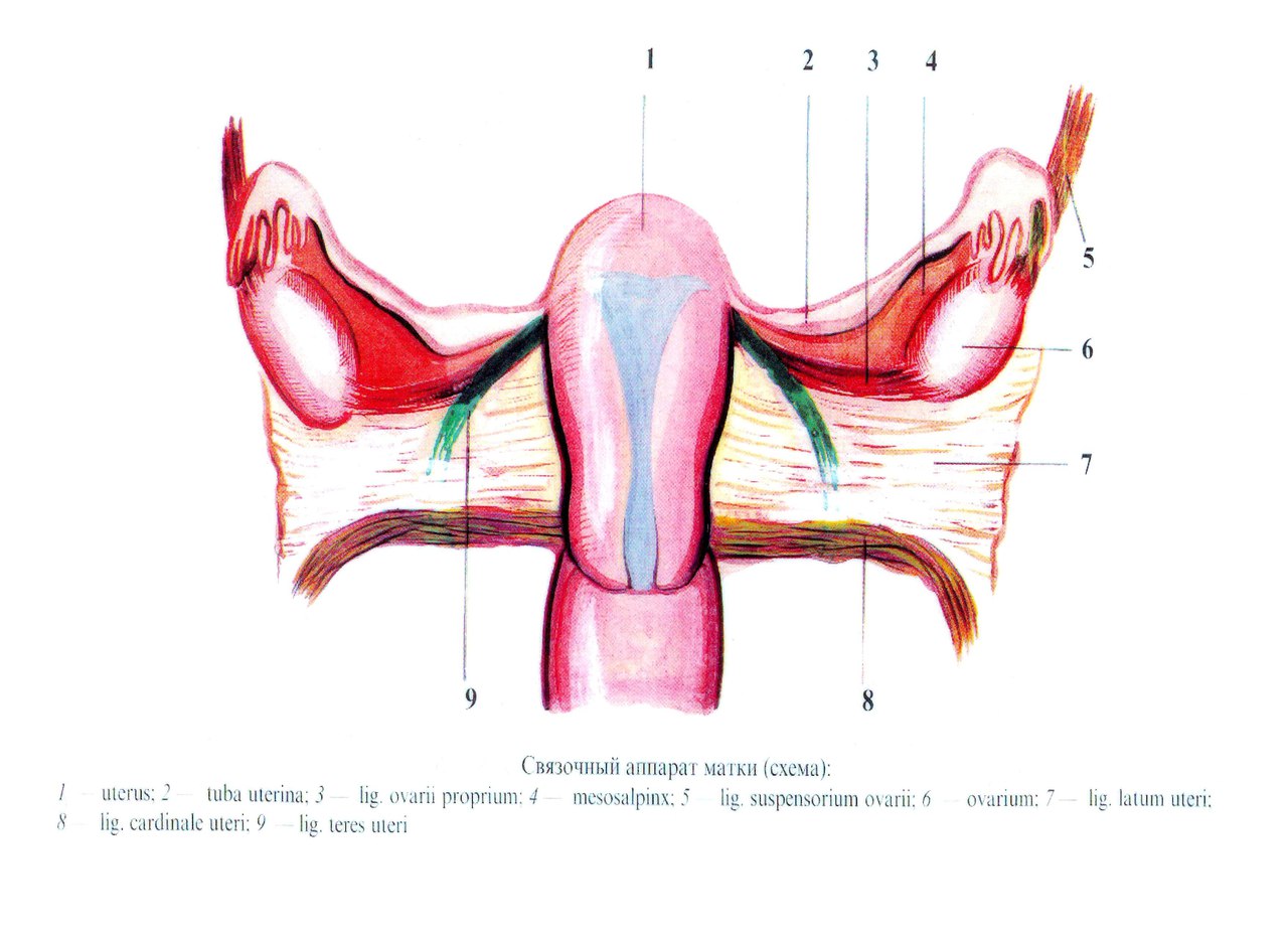 Связки матки схема