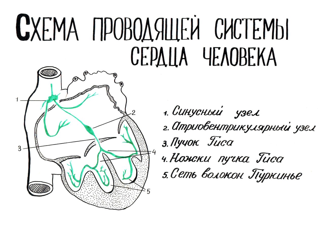 Рисунок проводящая система сердца с подписями