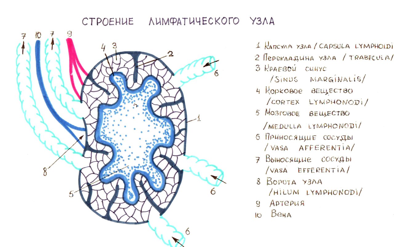 Схема строения лимфатических узлов