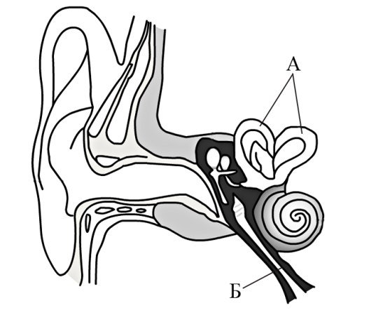 Как нарисовать слуховой анализатор