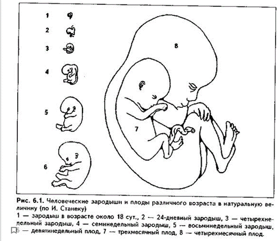 Реферат: Эмбриогенез человека