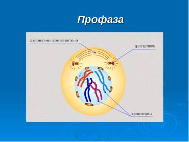 Профаза 2 рисунок с подписями