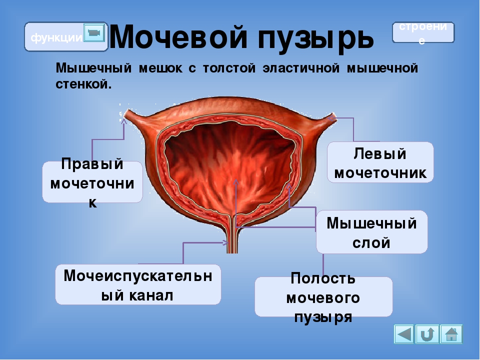Мочевой у мужчины расположение. Схема строения мочевого пузыря человека. Послойное строение мочевого пузыря. Строение наружной оболочки мочевого пузыря. Функции мочевого пузыря анатомия.