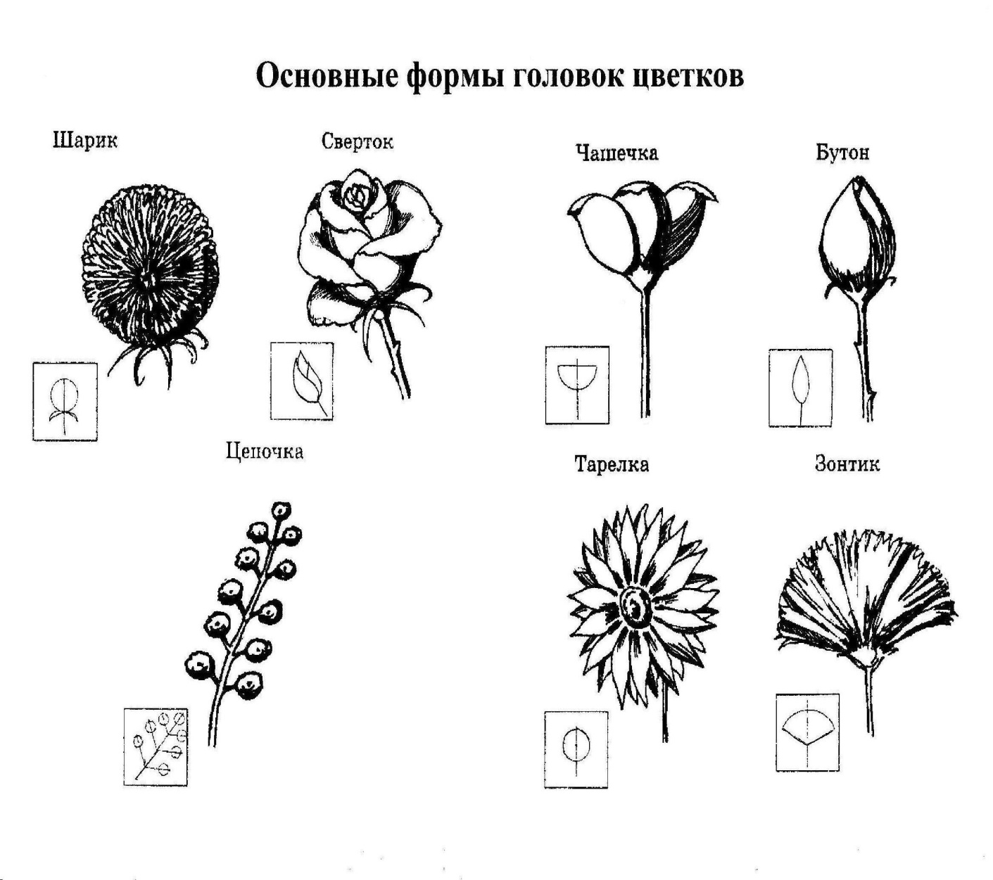 Головка растения рисунок