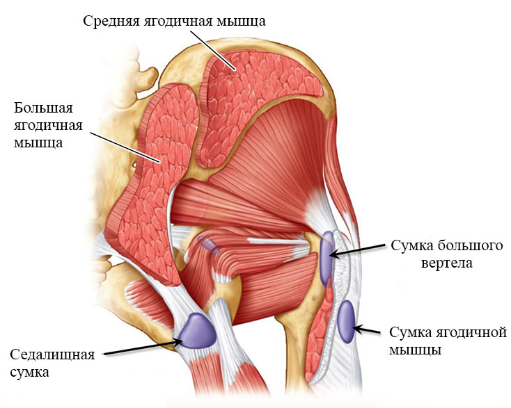 Тазобедренный сустав строение анатомия с мышцами