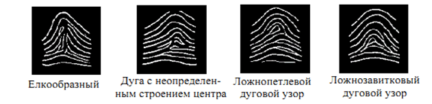 Дуговой узор. Дуговой узор пальца криминалистика. Елкообразный дуговой узор. Виды дуговых папиллярных узоров 6 штук. Папиллярные узоры по встречаемости.