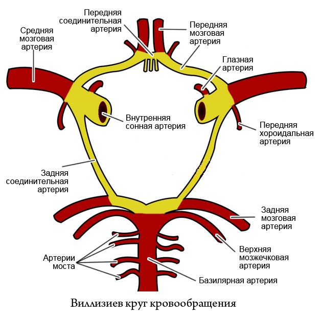 Кровоснабжение головного мозга схема