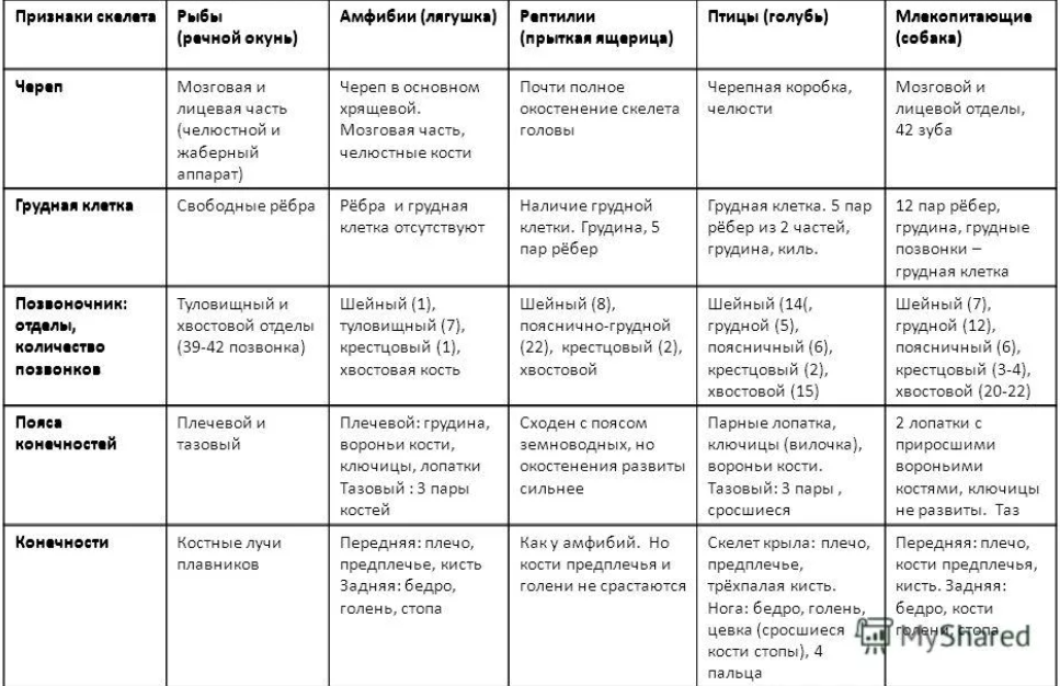 Схема правильно отражающая место птиц в эволюции позвоночных животных это рыбы пресмыкающиеся