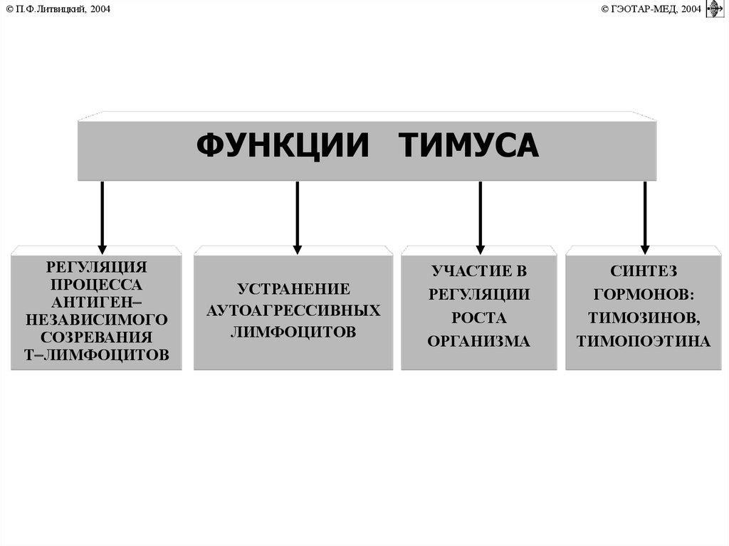 Тимус источник развития общий план строения функция