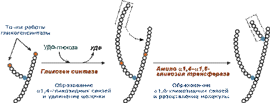 Цепь образования. Амило-1, 4:1, 6- глюкантрансферазы. Амило-1, 4:1,6-глюкантрансфераза. Гликоген ветвящий фермент. Гликозилтрансфераза в синтезе гликогена.