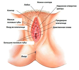 Половые Органы Женщины Фото