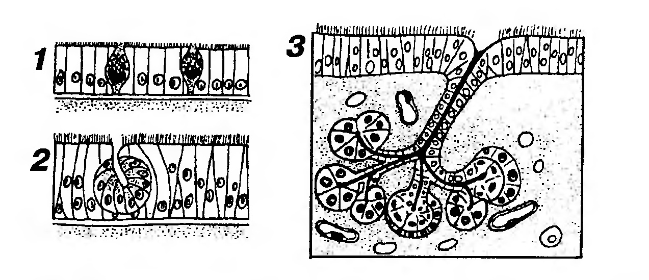 Секреторные б клетки. Быков гистология секреторный цикл. Экзо и эндоэпителальные железы. Гистогенетическая классификация эпителиев. Одноклеточная эндоэпителиальная железа.