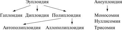 Геномные полиплоидия анеуплоидия. Геномные мутации схема. Схема классификаций геномных мутаций. Классификация геномных мутаций.