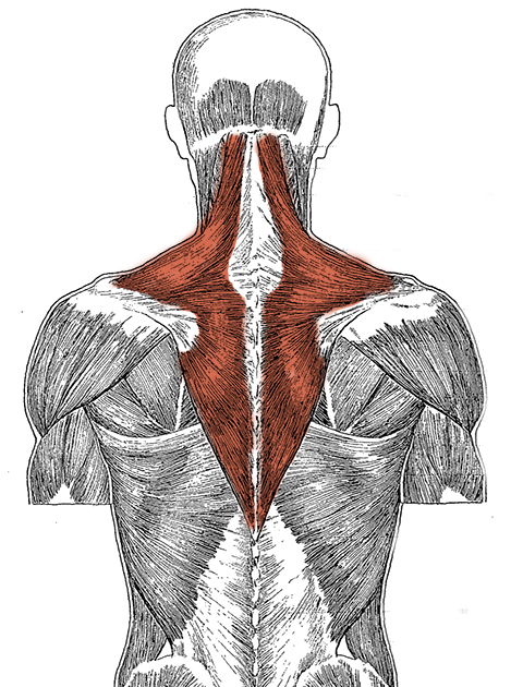 Верхняя трапециевидная. Musculus Trapezius анатомия. Трапециевидная мышца шеи анатомия. Трапециевидная мышца и широчайшая мышца. Мышцы спины трапециевидная мышца.