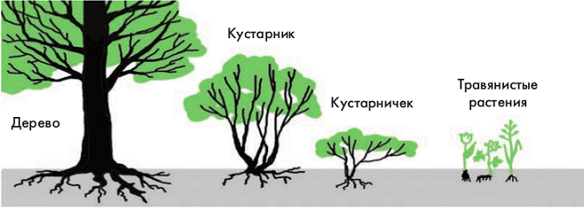 Жизненные формы растений картинки