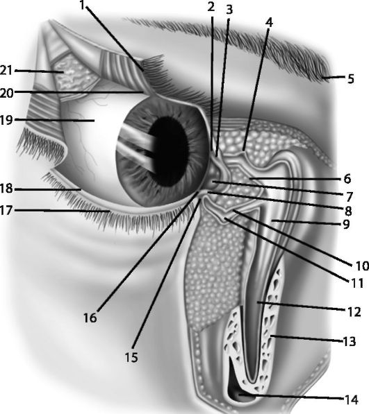 Строение слезной железы. Слезный аппарат глаза анатомия. Носослезный мешок анатомия. Слезная железа анатомия топография. Носослезный проток анатомия.
