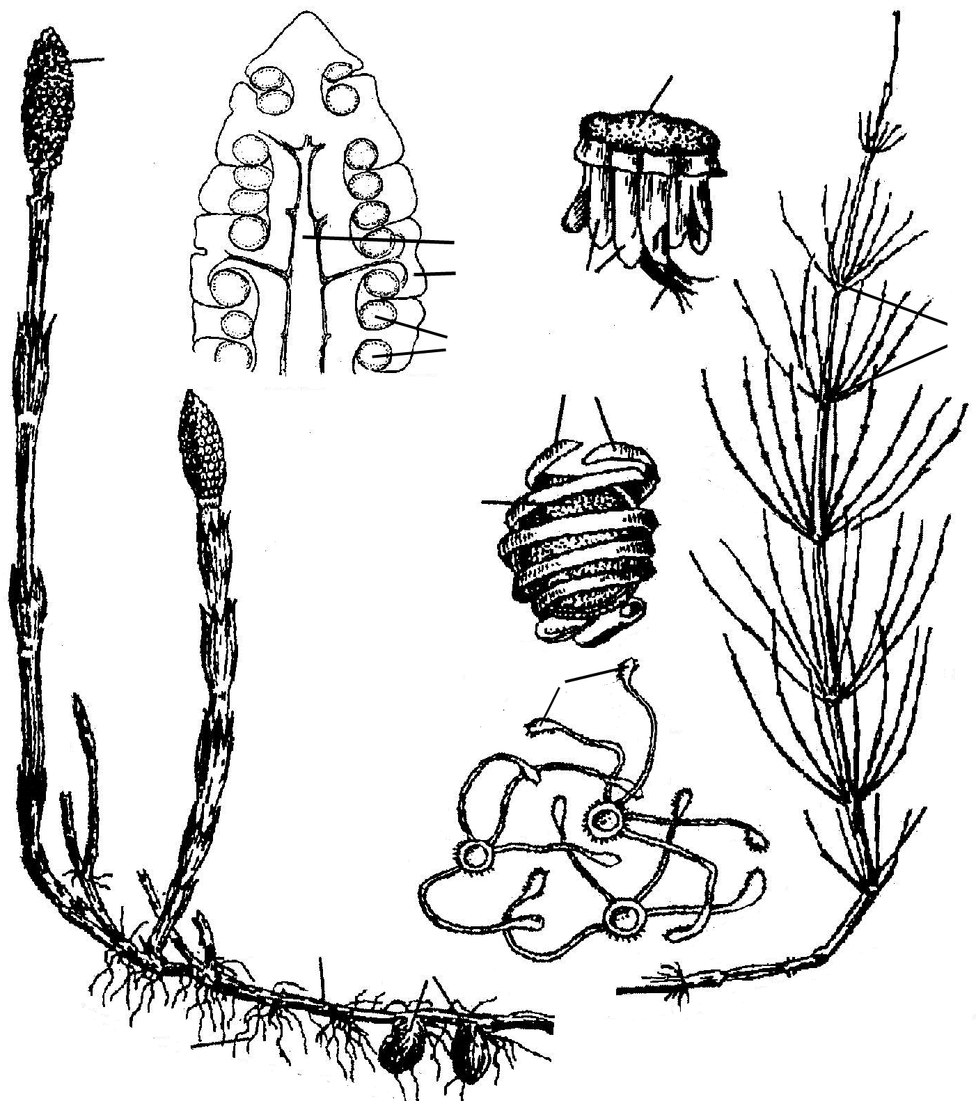 Спорангий у хвоща. Строение спороносного колоска хвоща. Спороносный побег хвоща. Спорангиофор хвоща полевого. Спороносный побег хвоща полевого.
