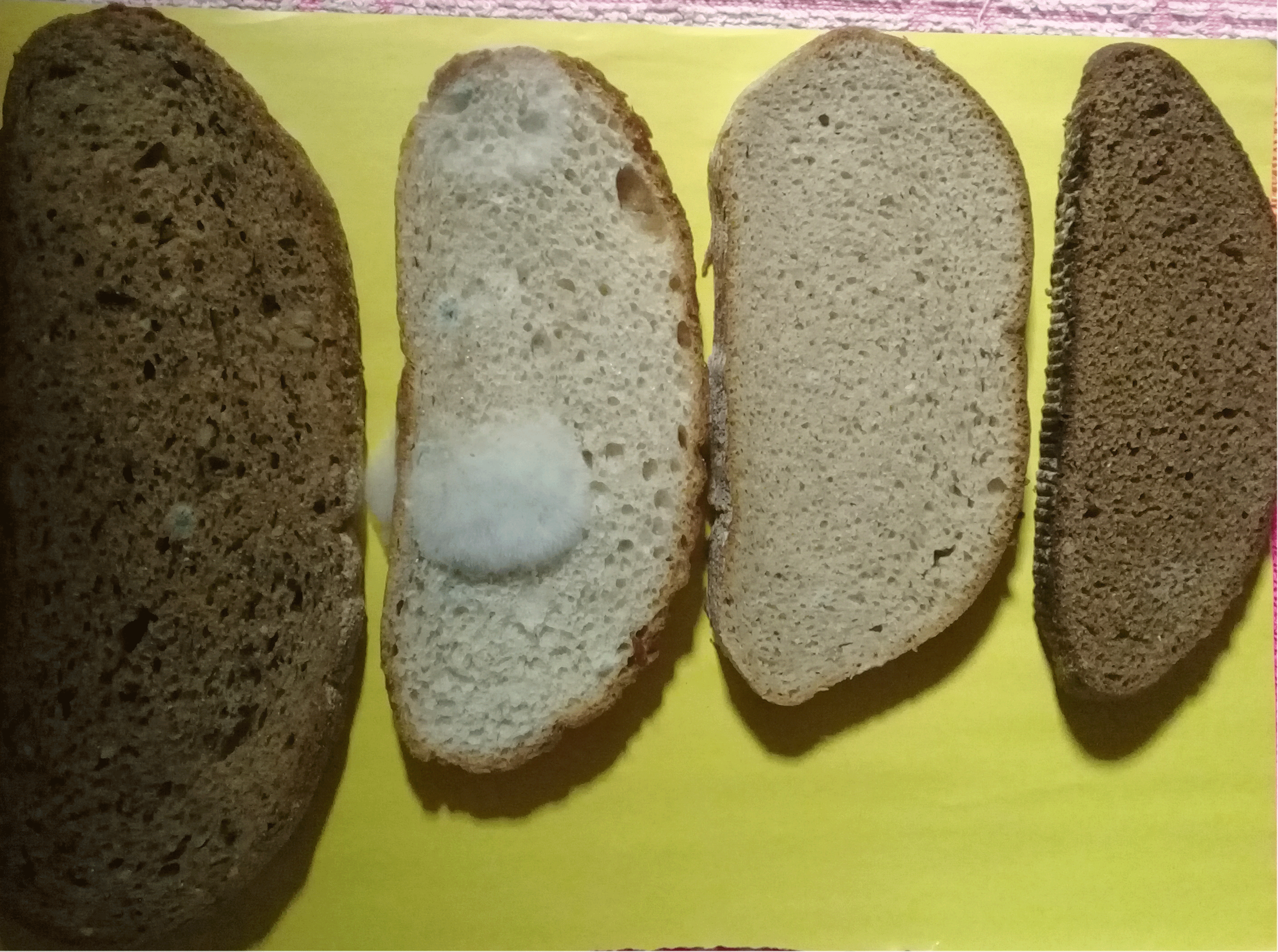 Отчет По Практике Хлеба