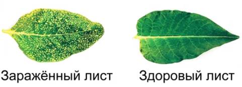 Мозаичная болезнь табака ивановский