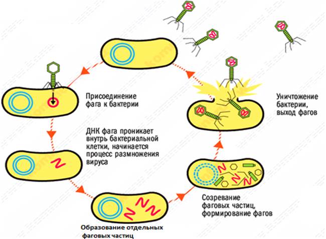 Схема размножения бактериофага