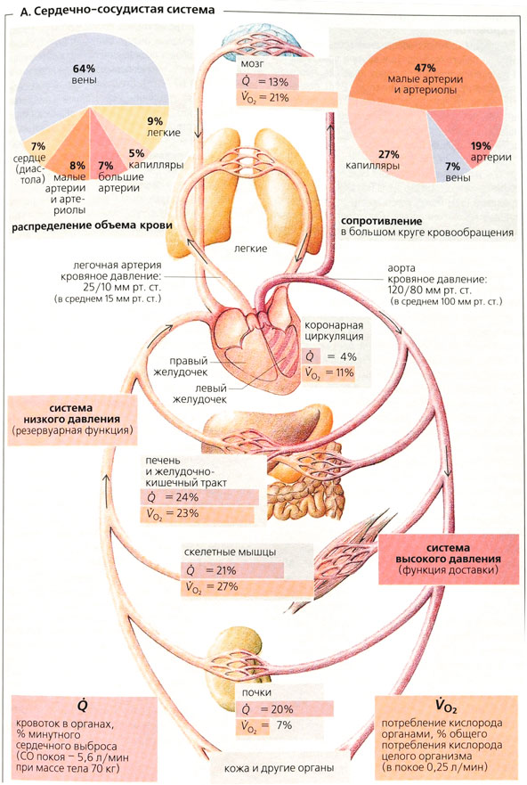 Сердечно сосудистая система организма. Сердечно сосудистая система. Физиология сердечно-сосудистой системы. Сердеянососудистая система. Сердечно сосудистаятсистеиа.