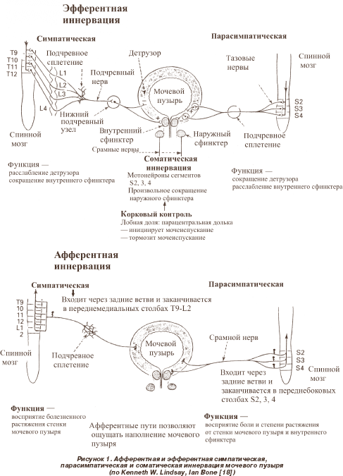 Схема рефлекса мочеиспускания