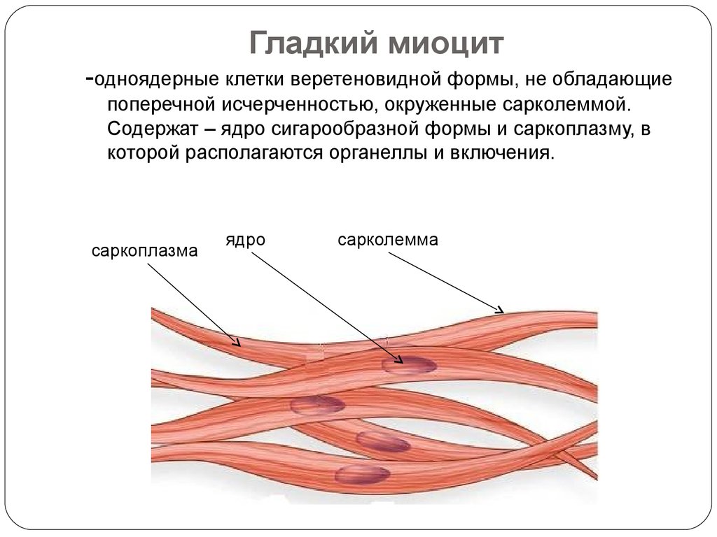 Клетки гладкой мускулатуры сокращаются. Гладкая мышечная ткань гладкий миоцит. Гладкая мышечная ткань строение. Строение мышечной ткани миоциты. Строение клетки мышечной ткани.