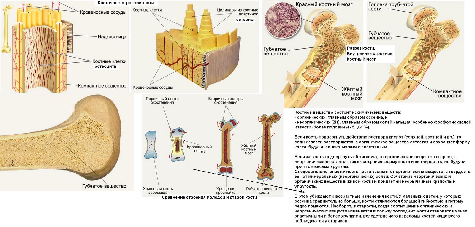 Возрастные изменения клеток. Трубчатая кость строение анатомия. NHR,xfnfz кость в разрезе строение. Трубчатая кость строение ЕГЭ. Трубчатая костная ткань.