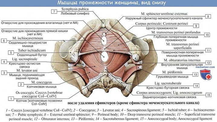 Мышцы таза у женщин фото