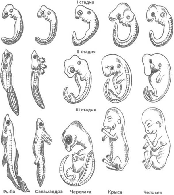 Стадии развития эмбрионов позвоночных. Сходство эмбрионов позвоночных. Сходство эмбрионов позвоночных на ранних стадиях развития. Ранние этапы развития зародышей позвоночных. Сходство зародышей человека и позвоночных.