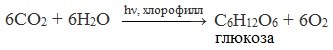 Уравнение фотосинтеза глюкозы. Реакция фотосинтеза Глюкозы. Формула Глюкозы фотосинтез. Синтез Глюкозы уравнение фотосинтез. Реакция синтеза Глюкозы фотосинтез.