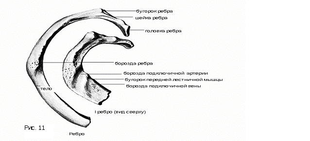 Где проходит борозда ребра. Строение ребра борозда. 1 Ребро анатомия. Ребро анатомия борозда ребра. Первое ребро строение.